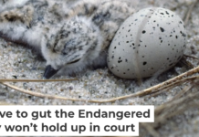 Piping plovers lay their eggs on the ground. They became an endangered species as development encroached on their habitat and made it harder for their chicks to survive. Under the Same Moon/Flickr, CC BY